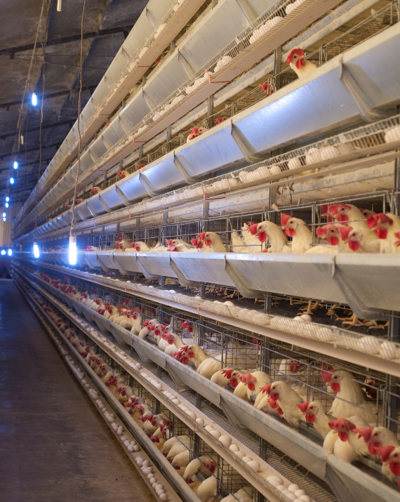 Untitled design (17)